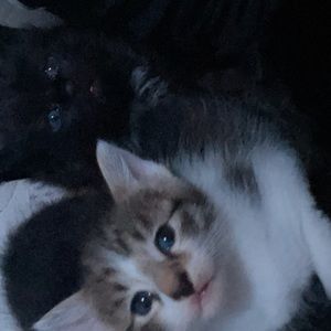 Meet your Posher, Gavin